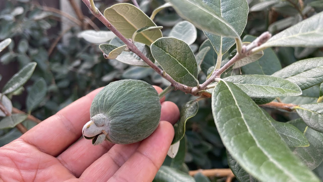 Pineapple Guava update October 1st, London uk