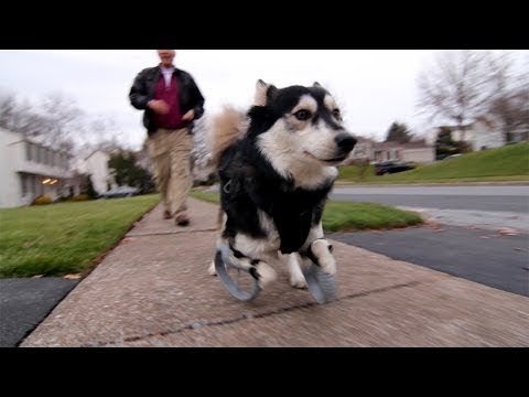 Derby the dog: Running on 3D Printed Prosthetics