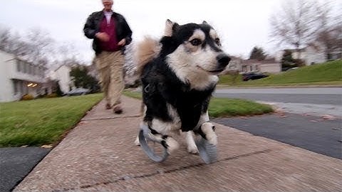 Derby the dog: Running on 3D Printed Prosthetics