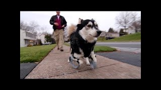 Derby the dog: Running on 3D Printed Prosthetics Resimi