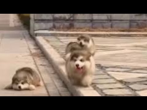 まるでわたあめ！？モフモフすぎるアラスカンマラミュートの子犬たち！「癒し系」