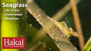 Seagrass: Life in the Underwater Meadows