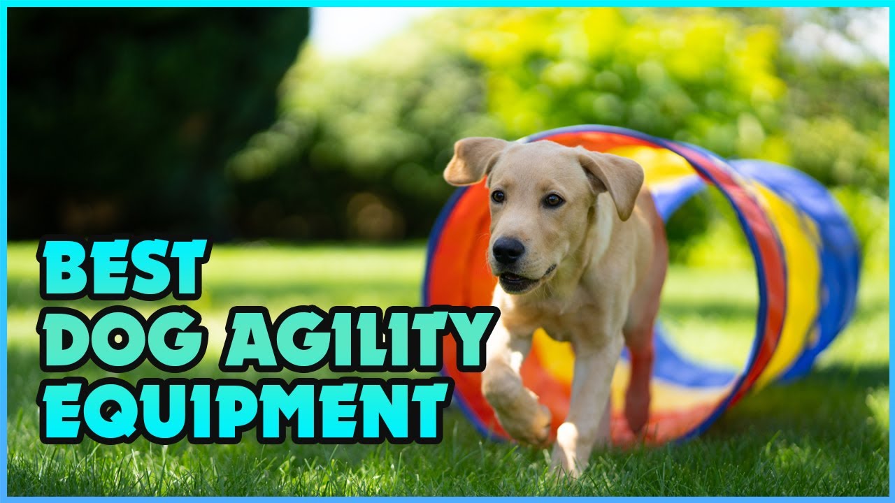 TOP 5 Best Dog Agility Equipment Extreme Reviewer YouTube