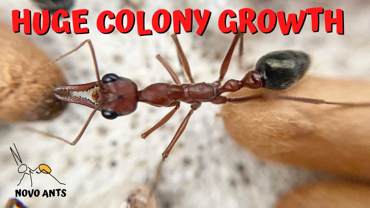 Bull ant colony update Myrmecia brevinoda Ant keeping YouTube