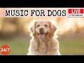 Live dog musicdog calming music for dogs deep sleep separation anxiety music for dog relax6