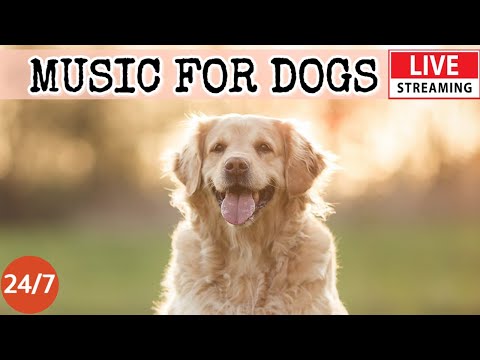 [LIVE] Dog Music🎵Dog Calming Music for Dogs Deep Sleep🐶 🎵Separation Anxiety Music for Dog Relax🔴6