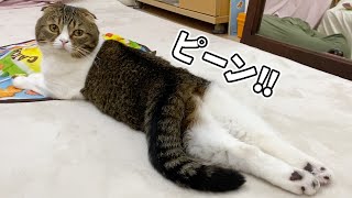 休日の朝に早起きしたら猫がこうなってましたw🐈