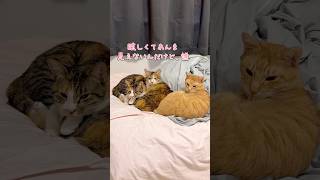 寝起きドッキリ #三毛猫 #アフレコ