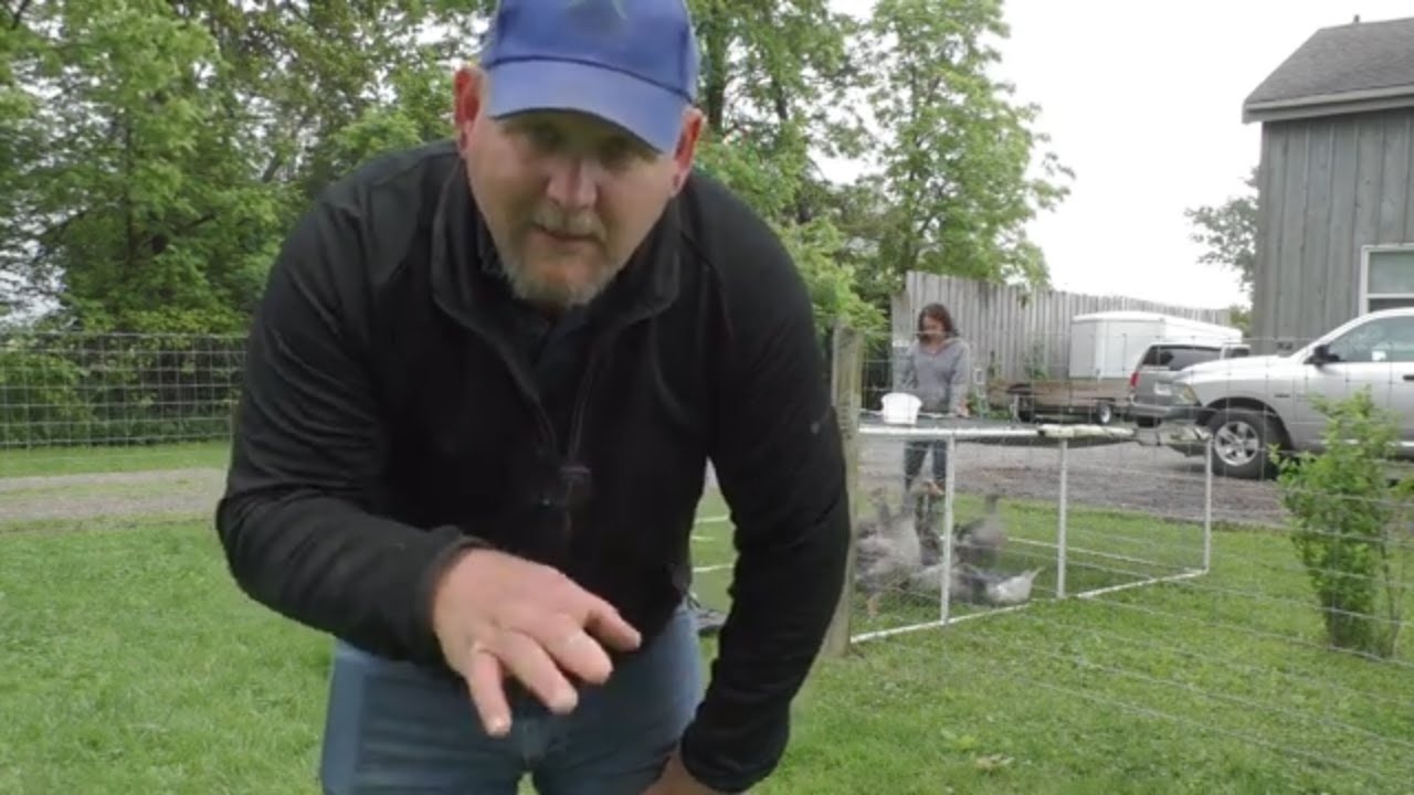 Checking in on the American Buff Geese and our Angel Wing Update