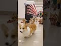#corgi Корги украли сардельки 🌭
