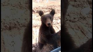 Наглый Мишка! / Impudent Bear #Hunting #Охота #Bear #Shorts