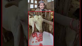 qurbani ke Janwar ko yah bhai mithaai khila raha hai