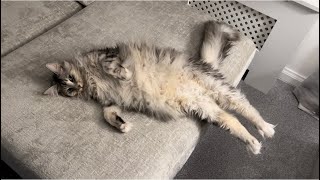 Maine Coon by 2.4 Children & 3 Cats 91 views 1 month ago 1 minute, 4 seconds