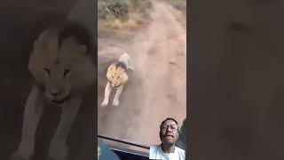 #lion #attack #human #wildlife