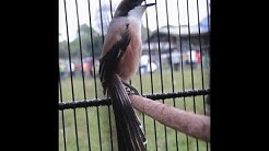 Suara Cendet Gacor : Masteran Cendet Durasi Panjang Full Isian HD - Durasi: 1:14:10. Suara Cendet Gacor : Masteran Cendet Durasi Panjang Full Isian HD - Durasi: 1:14:10.