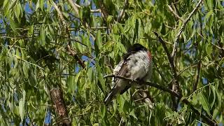 Adult male rose-breasted grosbeak advertisment song - on territory at Chalkrock WMA, Nebraska