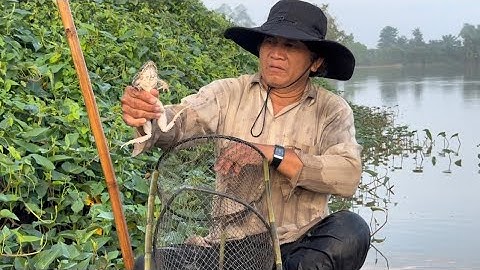 Đặt lờ cá lóc cá trê mùa nước lũ đồng tháp Tập 23 #batcadong #fishing #mientay