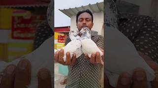 অনদর কলশর কবতর বজর