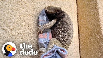 Bearded Dragon Spoons With His Favorite Sock | The Dodo