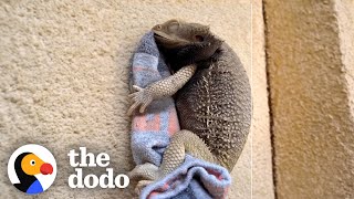 Bearded Dragon Spoons With His Favorite Sock | The Dodo