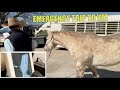 Horse emergency trip to vet
