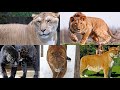 ¡¡FELINOS HIBRIDOS!! Cruzas de Leones, Tigres, Leopardos y Jaguares | TOP OM