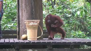 Feeding wild mother & baby Orangutan at Sepilok