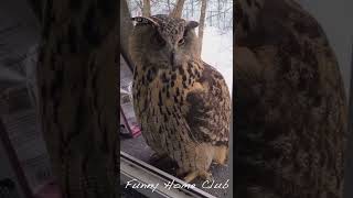 Cat And Owl Funny Animals Videos