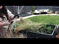 How to prunerejuvenate carex grasses   novice garden