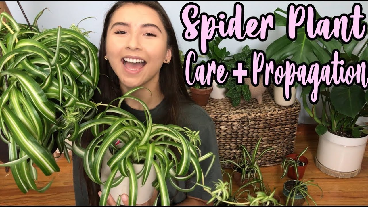How to Grow and Care for Spider Plants