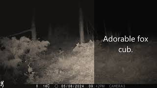 Weekly fox footage including a adorable cub | Trail Camera Wildlife | Garden Watch Burton Joyce