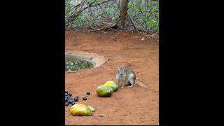 Veja Que Vídeo Incrível Dos Animais Na Natureza