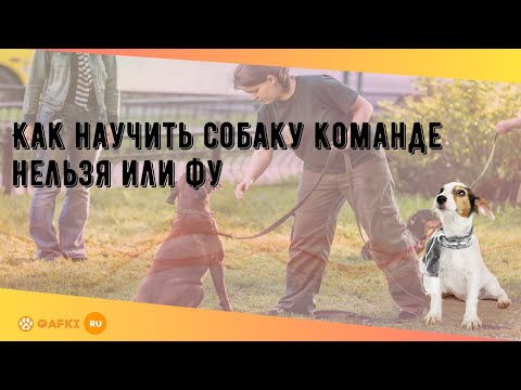 Как научить собаку команде нельзя или фу