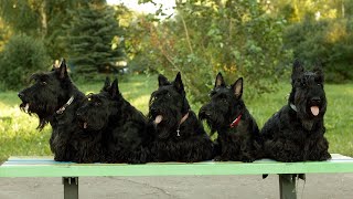 Do Scottish Terriers like to play fetch? by Scottish Terrier USA 123 views 1 month ago 3 minutes, 22 seconds