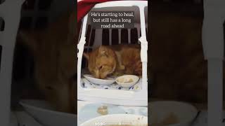 Happy update on feral cat injured by sheep