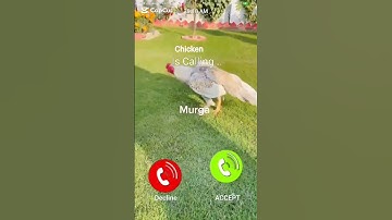 chicken is calling me #smartphone #ringtone #music #wallpaper #iphone #foryou