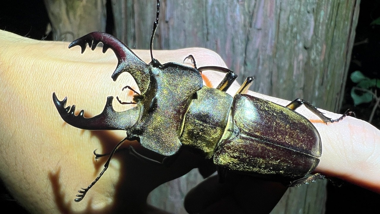 街灯と樹液をめぐって昆虫採集！巨大なクワガタとカブトムシを捕まえる