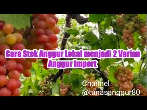Cara Stek Anggur Lokal menjadi 2 Varian Anggur Import yg mantap