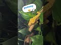 Frappé munch time | Frappuccino crested gecko 🦎 #crestedgecko #geckolife #reptiles