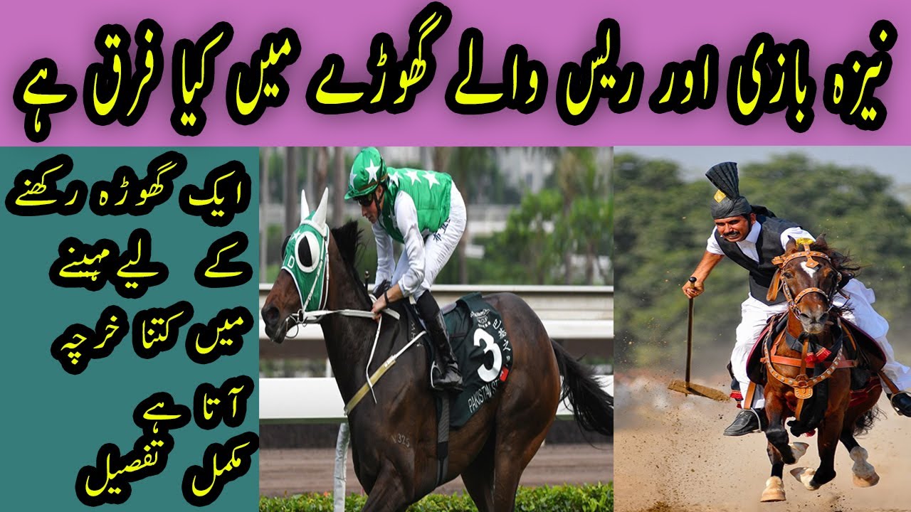 Best Horse Riding School In Islamabad | Horse Riding Information | PHRC ...