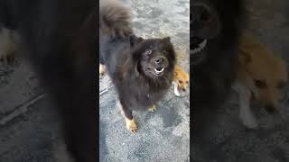 Cuzco the Eurasier!