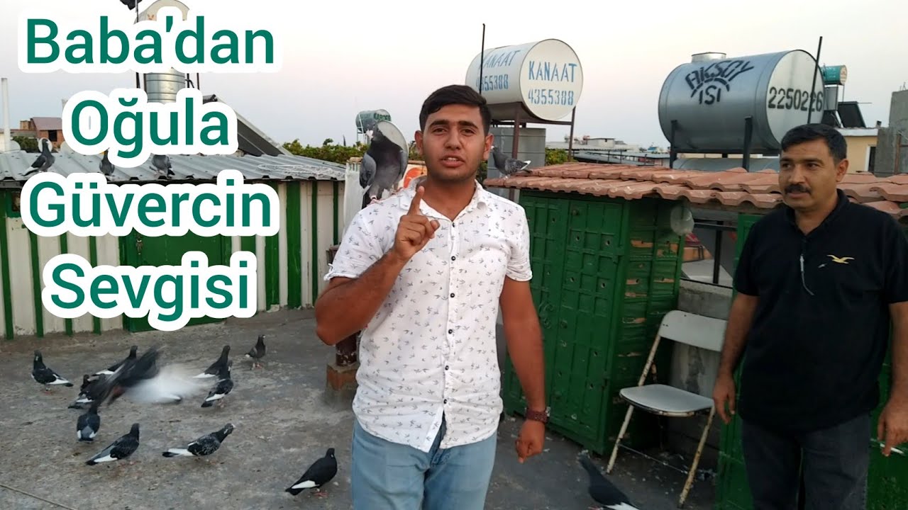 ADANA YERLİ GÜVERCİN 