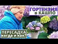 ГОРТЕНЗИЯ в кашпо. Когда можно пересаживать ГОРТЕНЗИЮ КРУПНОЛИСТНУЮ?