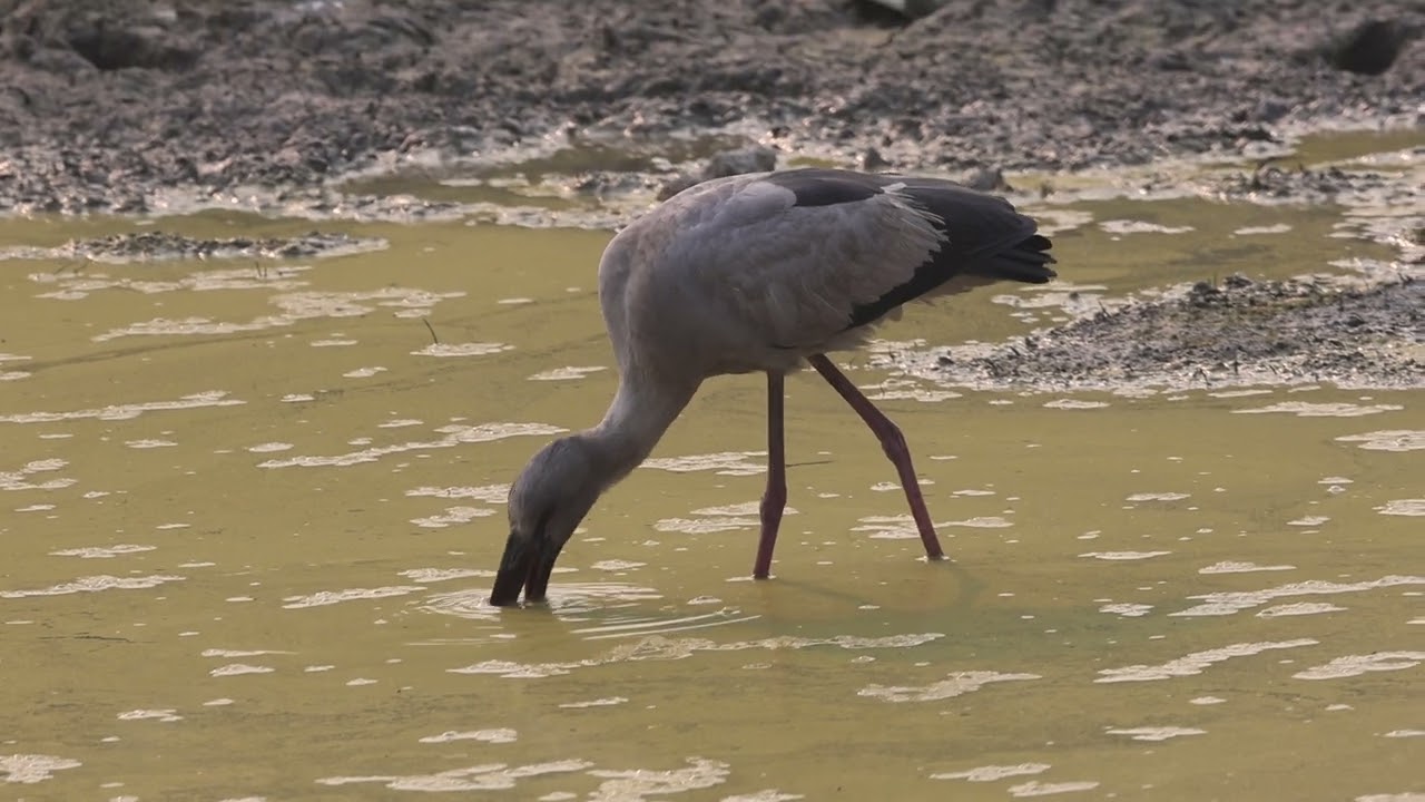 Asian openbill 