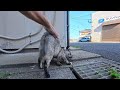 漁港で出会った猫たち、すぐ逃げる猫、ちょっと逃げる猫、まったく逃げない猫。それぞれ個性が可愛すぎた