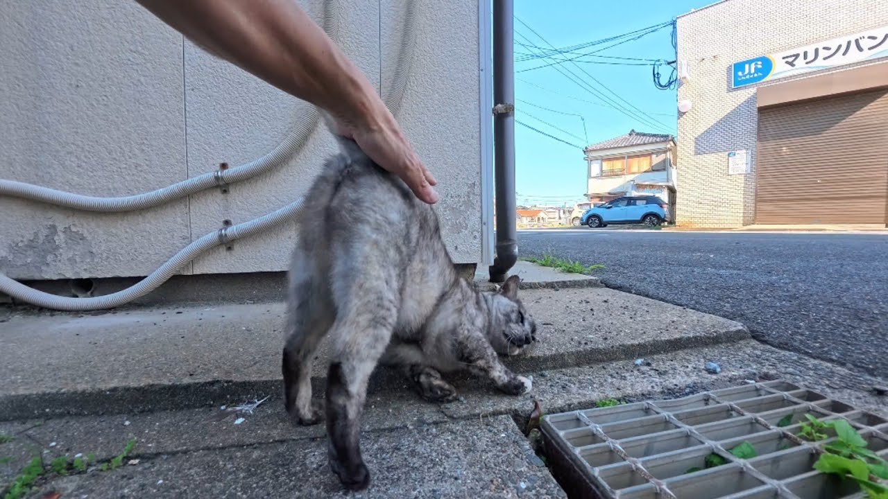 Fishing Port Cats: Some Run, Some Hesitate, Some Stay. Every Cat