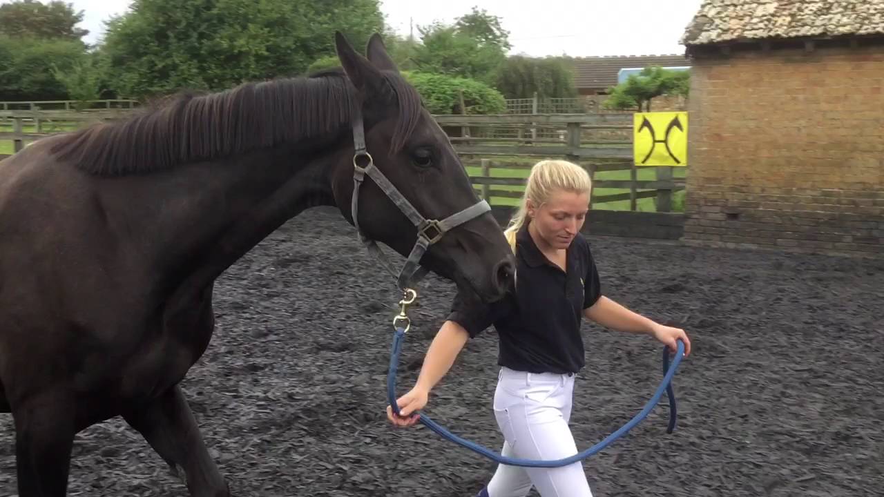 Figlia Della Stella at Witcham House Farm Sales Day (4).