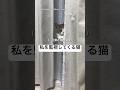 旦那さんの前では甘えん坊🙂#猫 #猫のいる暮らし #猫好きさんと繋がりたい #保護猫 #彼女