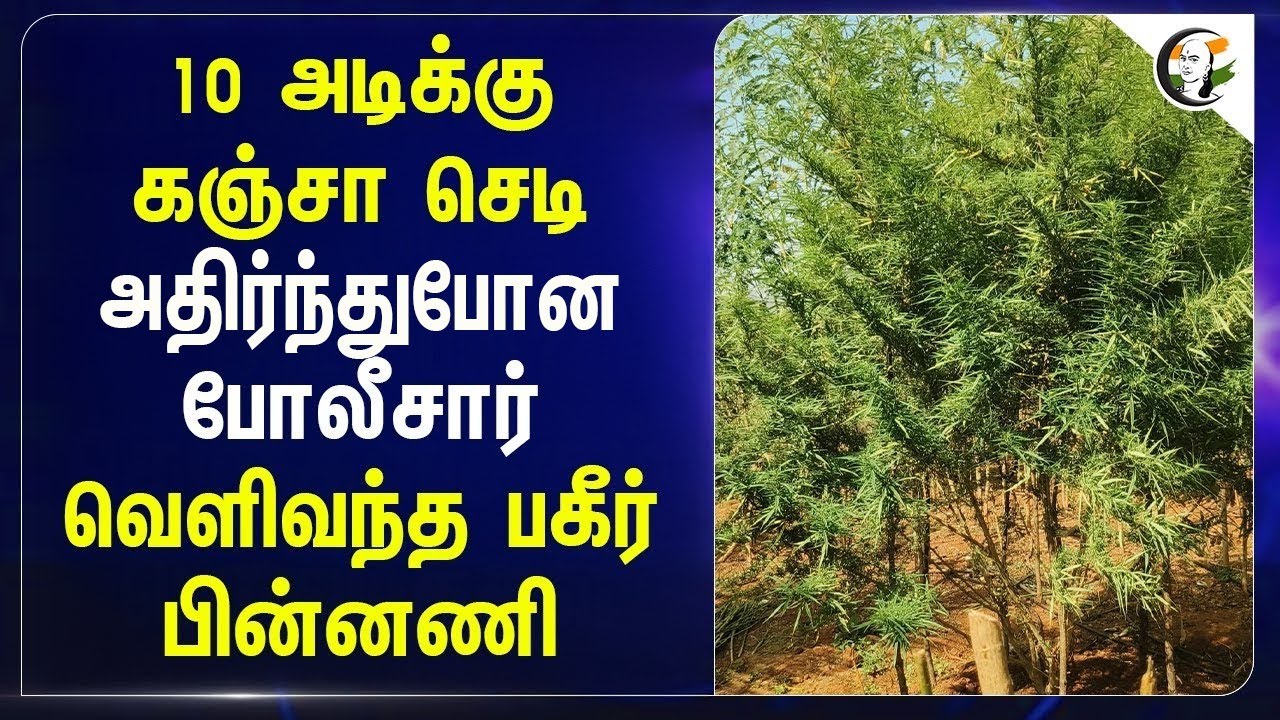 ⁣10 அடிக்கு க*சா செடி..அதிரிந்து போன Police.. வெளிவந்த பகீர் பின்னணி | TN Police | Say No To Drugs
