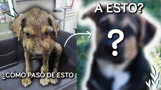 Adoptan a perro abandonado, su transformación te sorprenderá  | Selena Mendivil by Selena Mendivil 1,899 views 3 years ago 5 minutes, 37 seconds